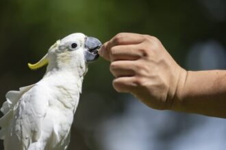 cockatoos