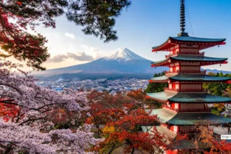 20260205103114 japan fuji cherry blossom