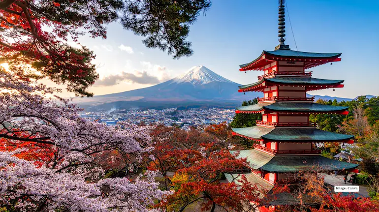 20260205103114 japan fuji cherry blossom